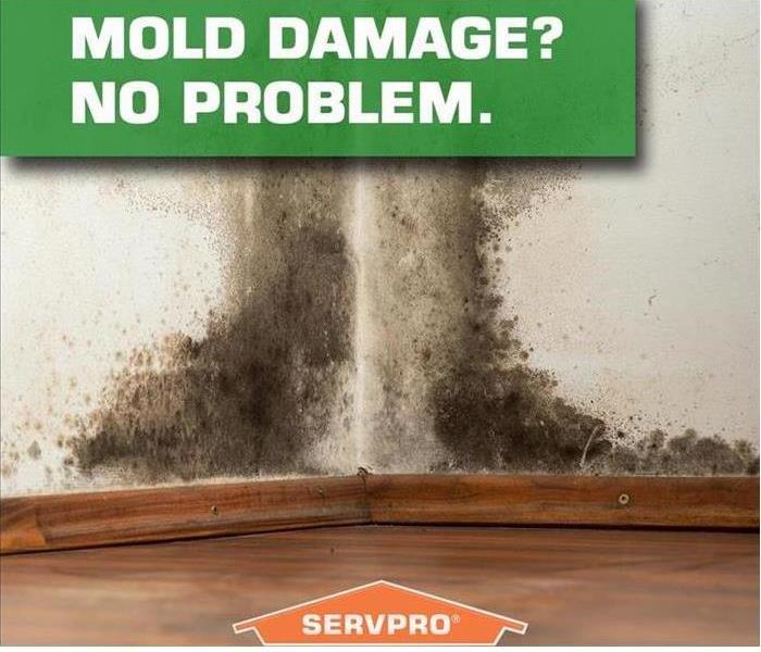 mold in the corner of a wall
